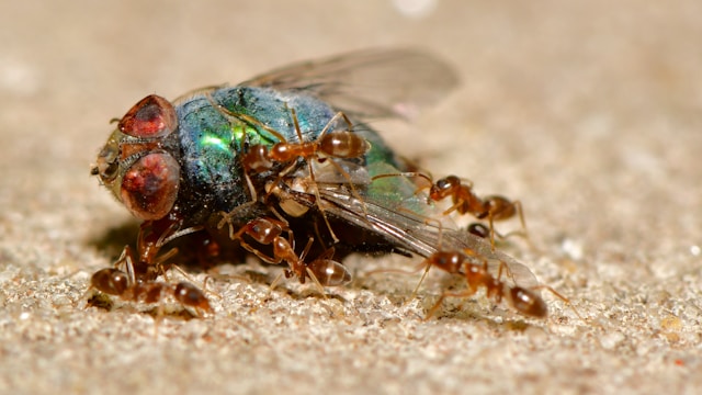 Bidding Adieu to Bed Bugs: Sydney’s Battle Against Infestations