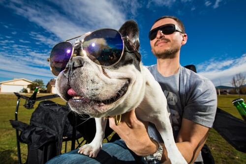How to support dog adoption efforts in Glasgow
